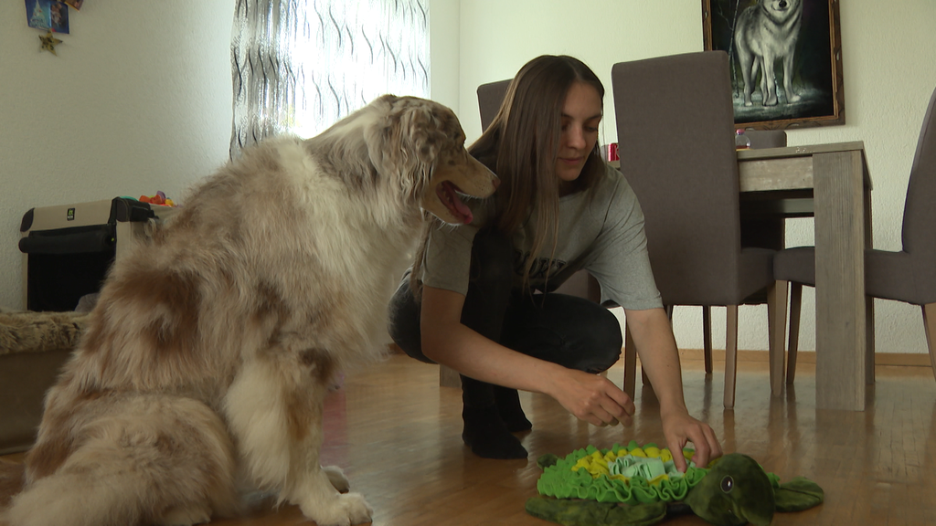 Indoorbeschaeftigung fuer Hunde
