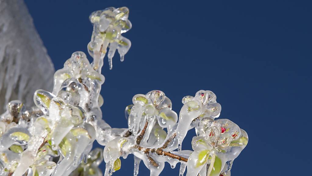 Die Frostnächte im April haben nach Angaben der Versicherung Schweizer Hagel an Obst- und Weinkulturen Schäden von bis zu 5 Millionen Franken verursacht. (Archivbild)