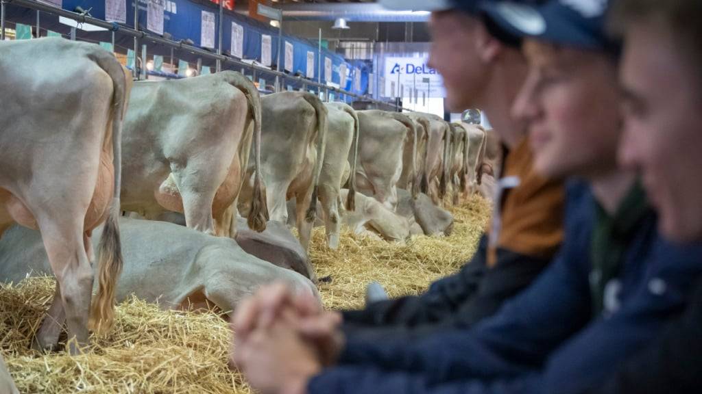 An der Olma in St. Gallen brachen drei junge Rinder aus und verletzten dabei zwei Kinder. (Archivbild)