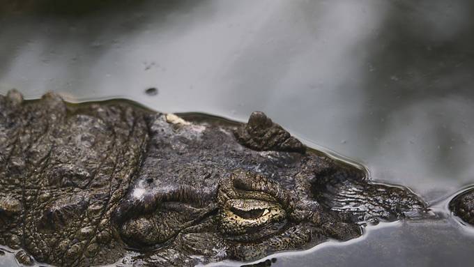 Dänischer Rucksacktourist überlebt Krokodil-Angriff in Australien