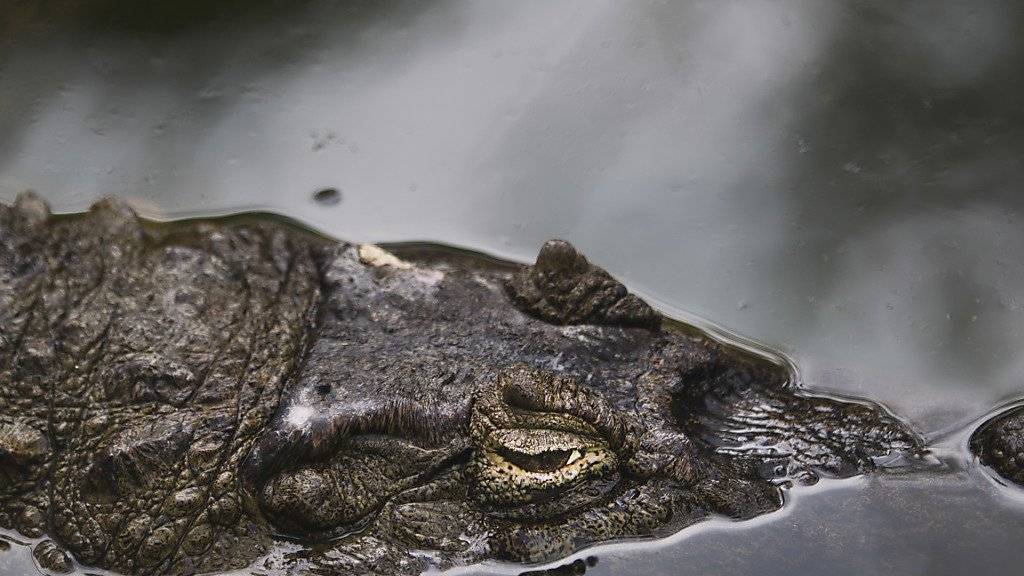 Auge in Auge mit einem dänischen Tourist: Krokodil in Australien lässt den jungen Mann am Leben. (Symbolbild)