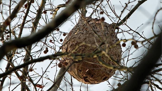 Hornissen führen Experten zum Nest