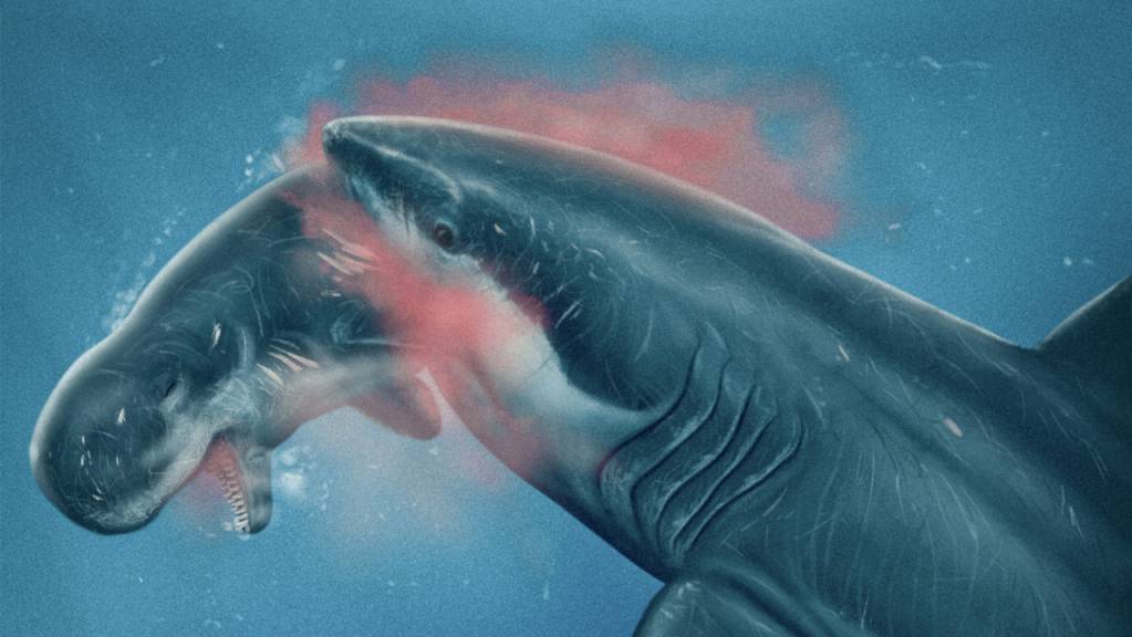 Illustration eines Hais, der einen lebenden Pottwal attackiert.