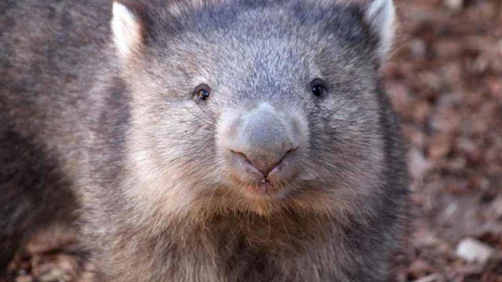 In Australien ist ein äusserst beliebter Wombat gestorben. (Symbolbild)