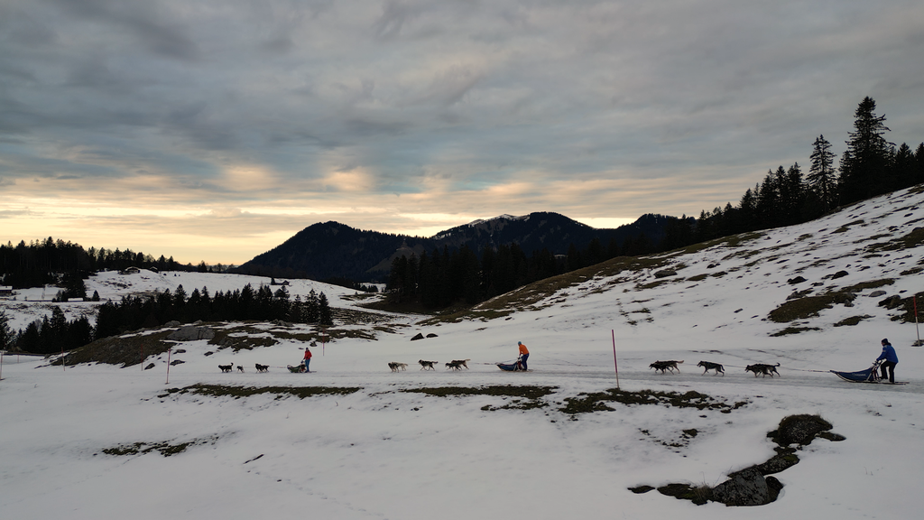 Wenn der Schnee fehlt - Wintergeschäft mit Huskies und Rentieren