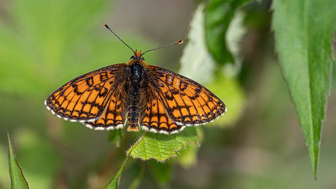 Stickstoff lässt Schweizer Schmetterlingsvielfalt verarmen