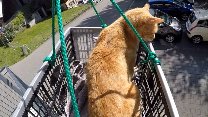 Simon Zumstein baute einen Katzenlift