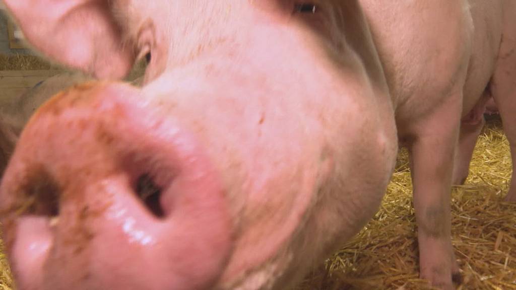 Lungenkrankheit bei Schweinen - 20 Zuchtbetriebe müssen geräumt werden