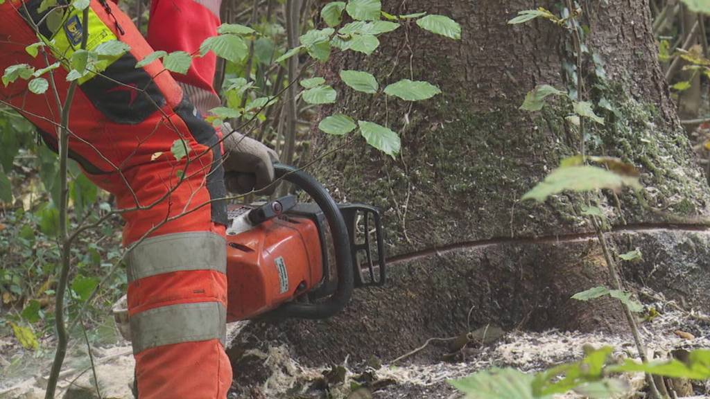 Private Waldbesitzer lernen im Holzerntekurs wichtige Grundlagen