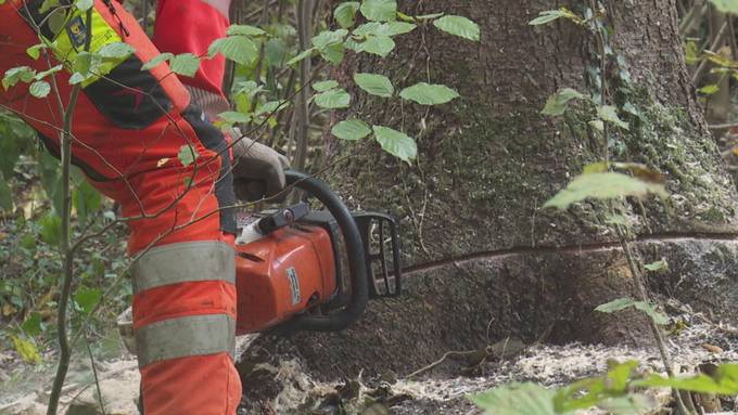 Private Waldbesitzer lernen im Holzerntekurs wichtige Grundlagen