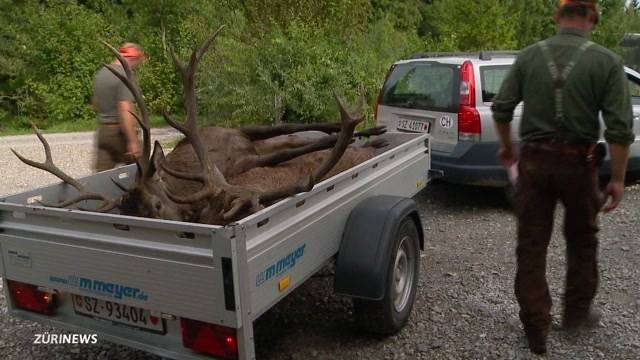 Seltenheit: Kronenhirsch-Jagd