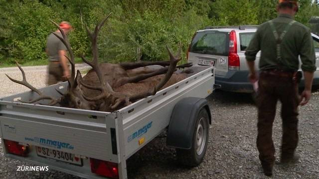 Seltenheit: Kronenhirsch-Jagd