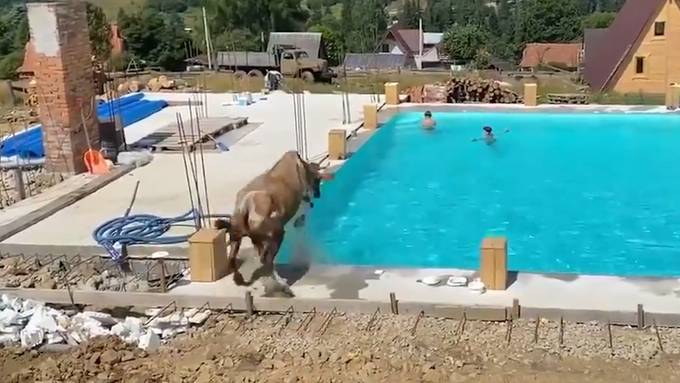 Hier hüpft eine Kuh in einen Swimmingpool