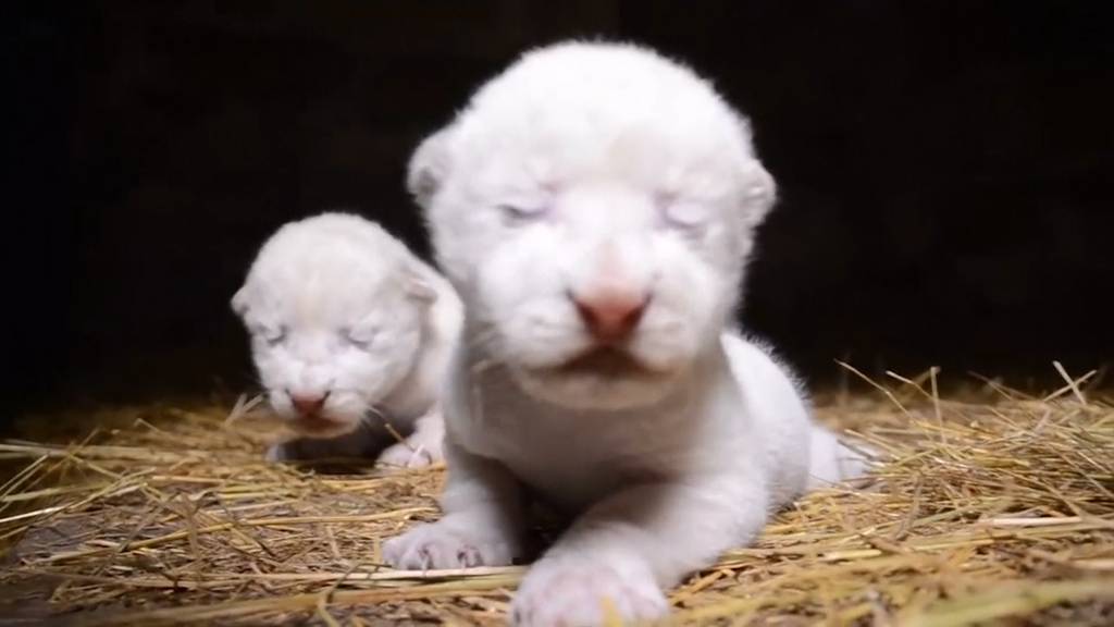 Wie süss: Neugeborene Weisse Löwenbabys