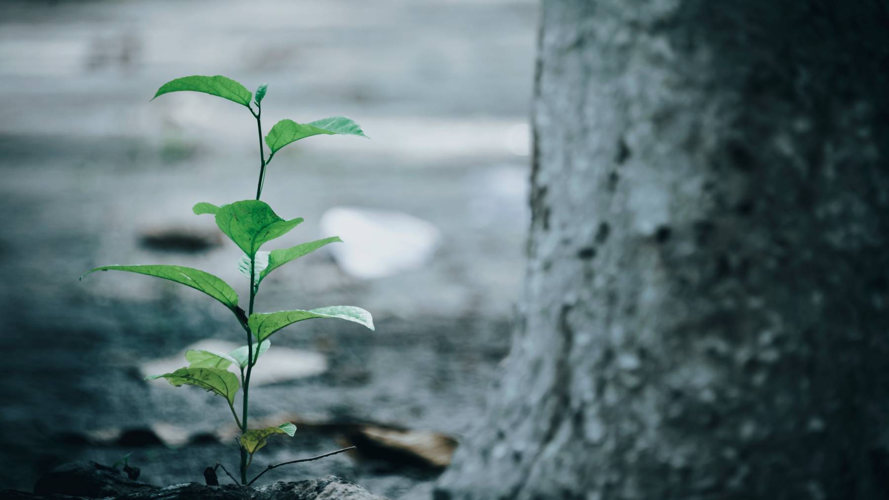 green-leaf-plant-beside-tree-1645226