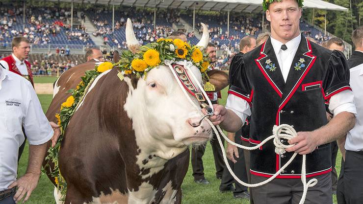 Schwingerkönig Sempach: «Das Tier ist mir ans Herz gewachsen» - Weitere