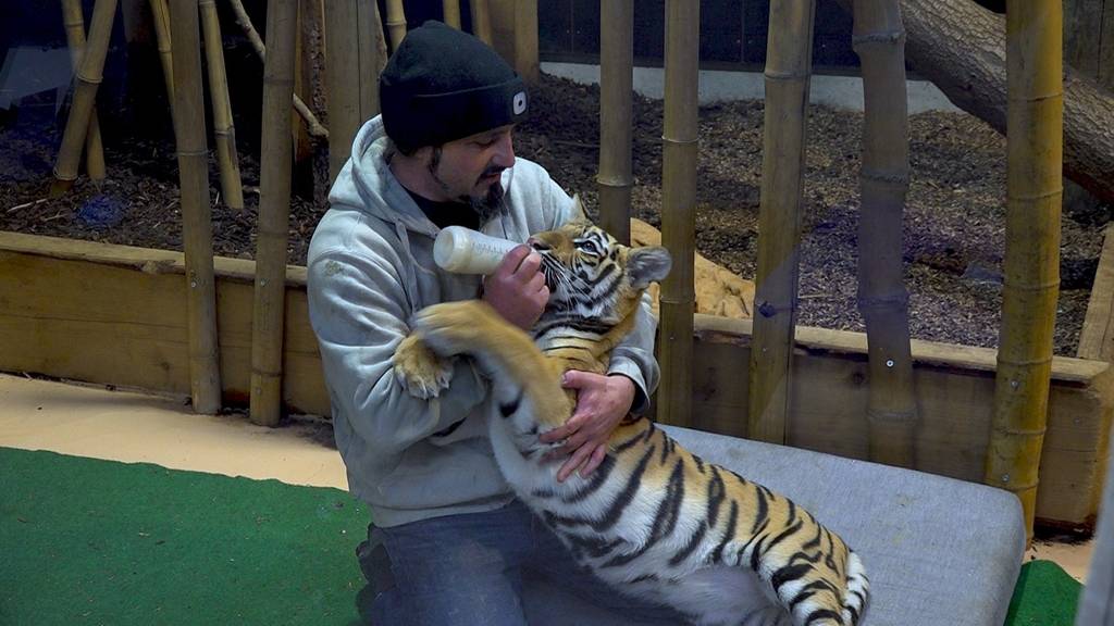 Sangha, das Tiger-Baby  