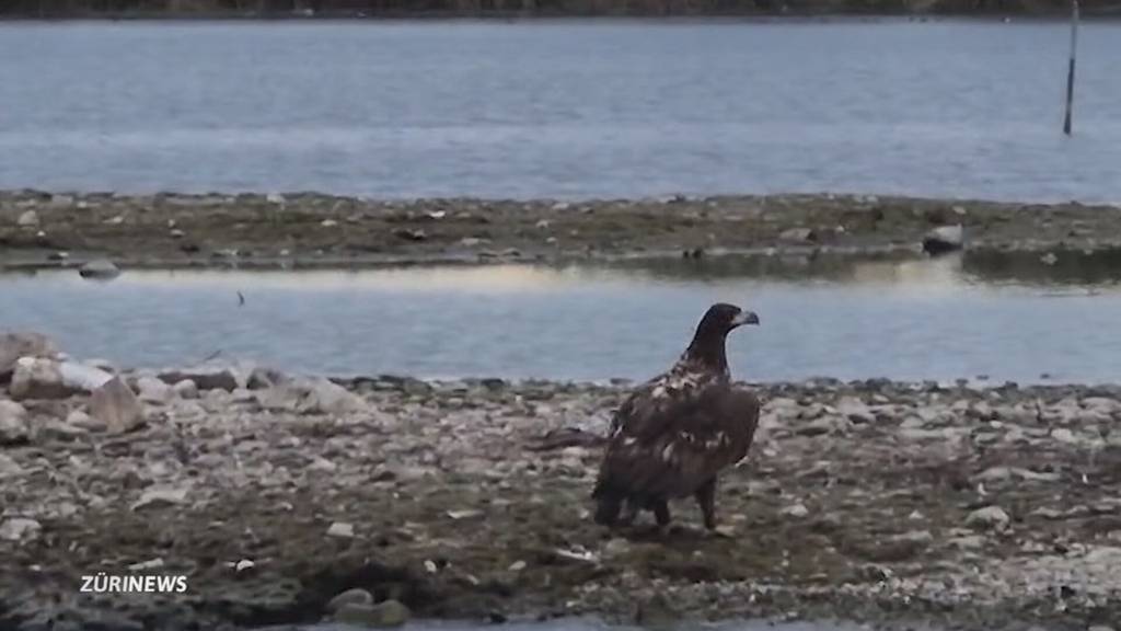 Äusserst seltener Gast: Europäischer Seeadler am Zürichsee