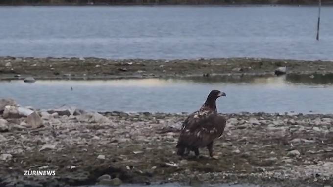 Äusserst seltener Gast: Europäischer Seeadler am Zürichsee