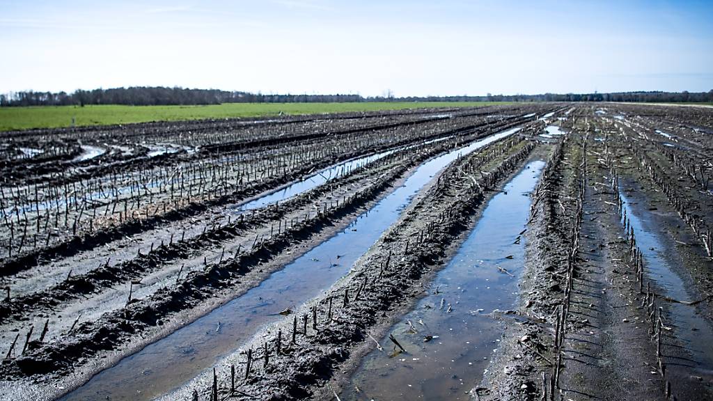 ARCHIV - Eine landwirtschaftlich genutzte Hochmoorfläche. Foto: Sina Schuldt/dpa
