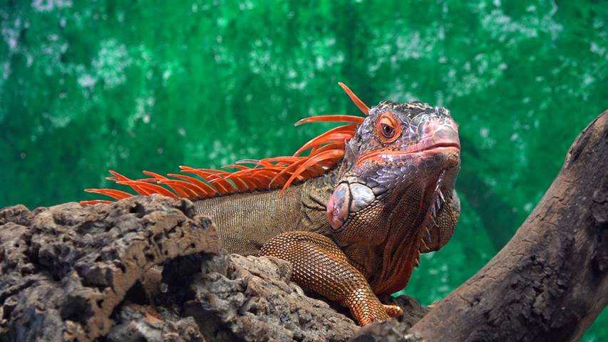 Exotische Tierpfleger