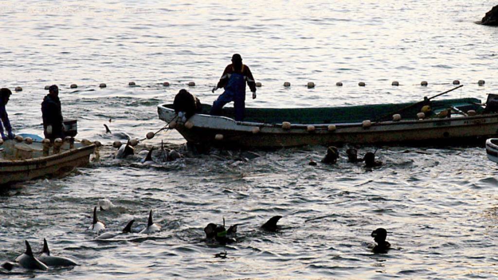 ARCHIV - Fischer und Delfintrainer haben Delfinen in eine Lagune der Walfang-Stadt Taiji getrieben. Laut Berichten von Tierschützern brachen am Mittwoch die ersten Fischer im Walfangort Taiji zum Auftakt der bis März dauernden Treibjagd auf Delfine und andere kleine Walarten auf. Foto: Lars Nicolaysen/dpa