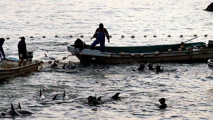 Japan macht wieder Jagd auf Delfine