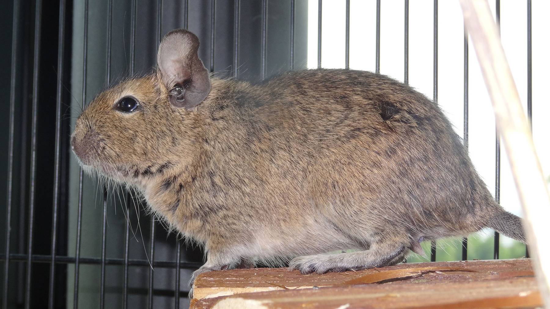 Degus