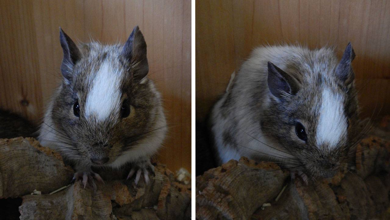 Degus