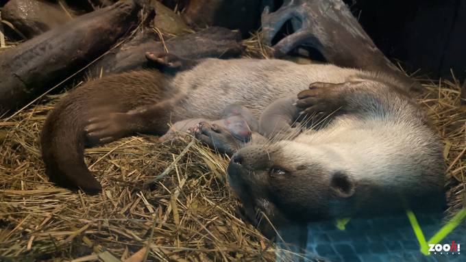 Drei Fischotterbabys im Zoo Zürich geboren