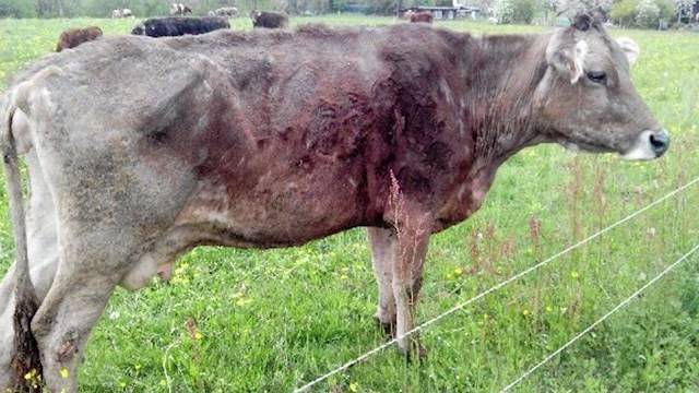 Das Tierdrama von Boningen