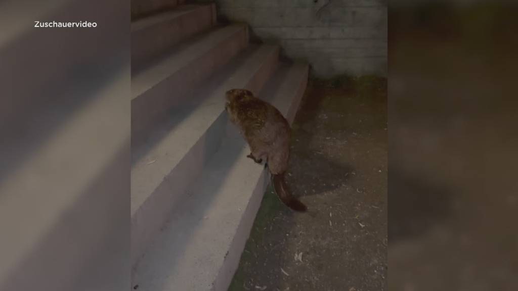 Tierischer Besuch im Herzen von Thun