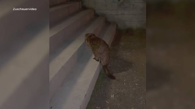 Tierischer Besuch im Herzen von Thun