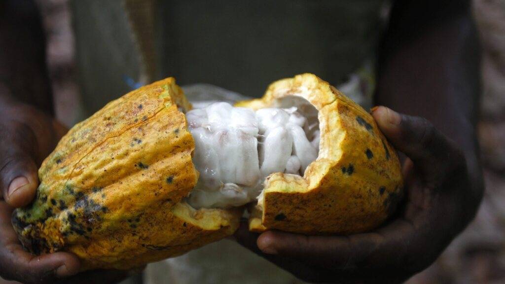 Zürcher Forschende entwickeln gesündere Schokolade