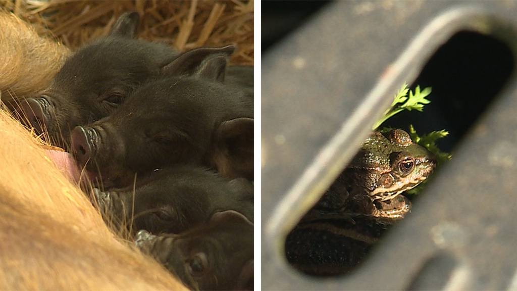 Jungtiere im Tierpark Goldau / Projekt «Froschleiter»