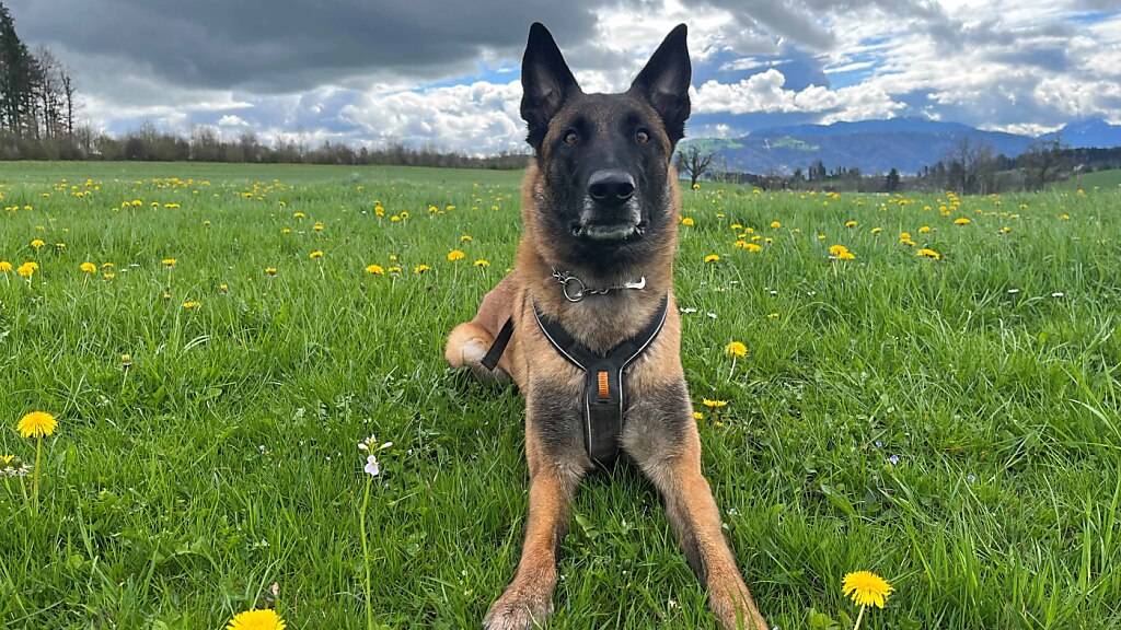 Polizeihund «Chevy» stoppte einen mutmasslichen Einbrecher mit einem Biss in den Arm.