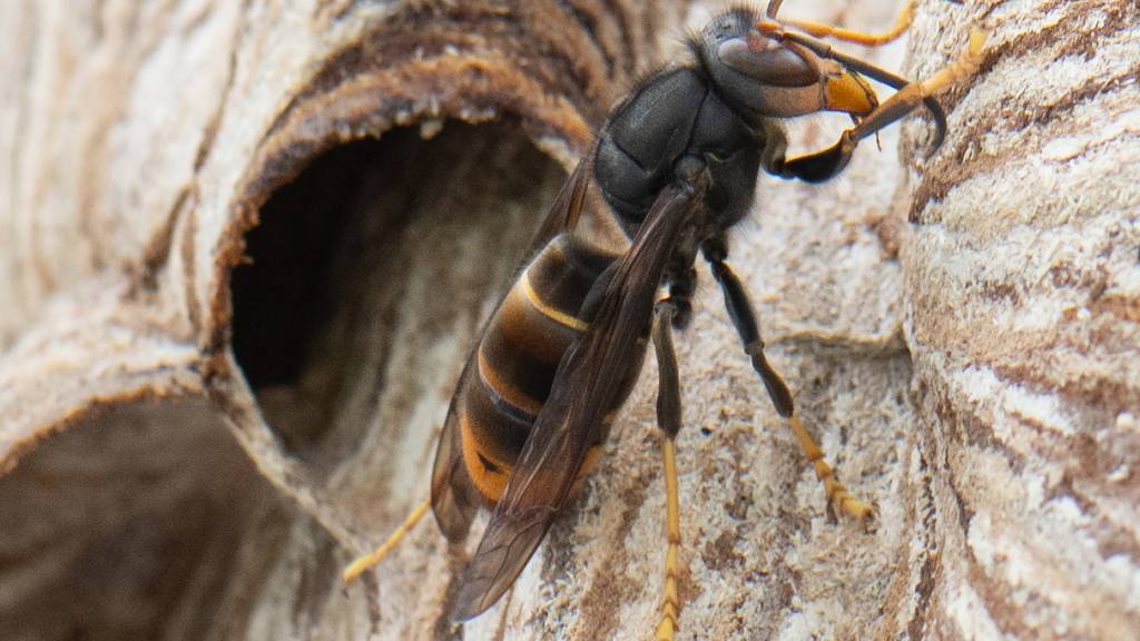 Eine Asiatische Hornisse (im Bild) hat einen schwarzen Kopf mit orangefarbener Stirn, während bei der Europäischen Hornisse der Kopf rötlich bis schwarz gefärbt ist.