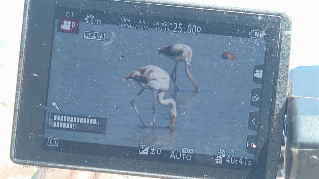 Dauergäste: Den Flamingos am Klingnauer Stausee gefällt es offenbar sehr gut bei uns