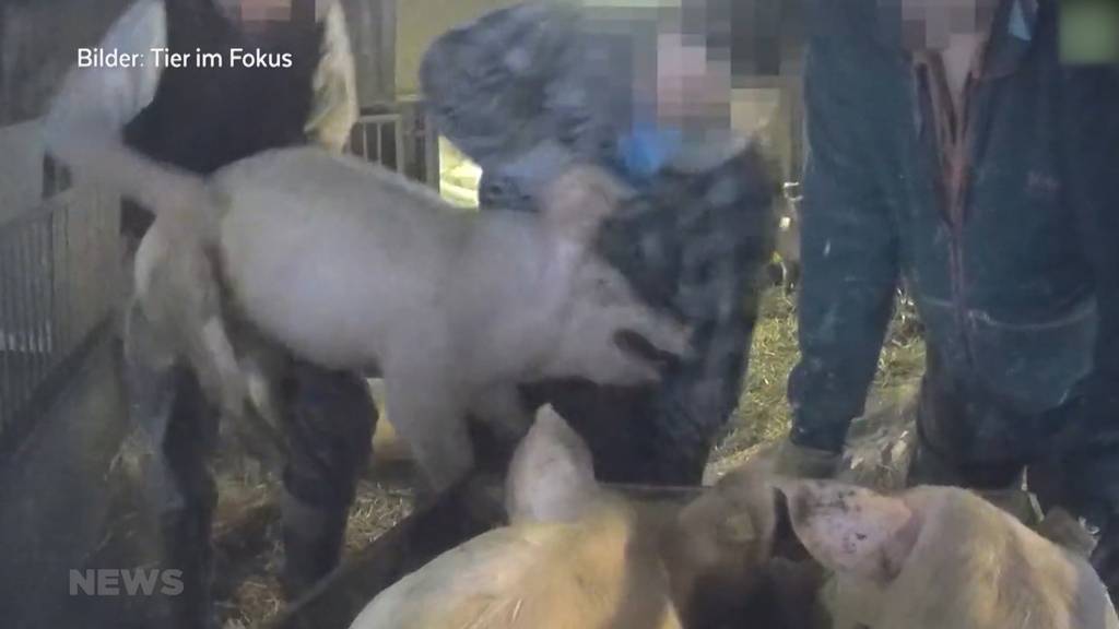 «Arme Schweine»: An Schwänzen und Ohren angepackt