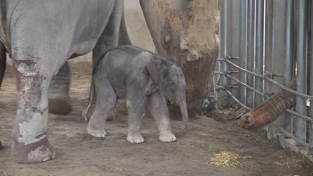 Ein Baby-Elefant für den Kinderzoo