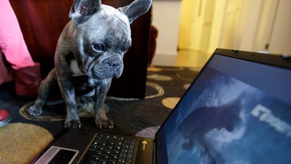 Viele Hunde sehen laut einer Studie aktiv fern. Ob sie das Geschehen verstehen, ist offen. (Archivbild)