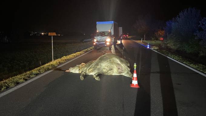 Lieferwagen kollidiert mit Kuh und Kalb – beide Tiere tot