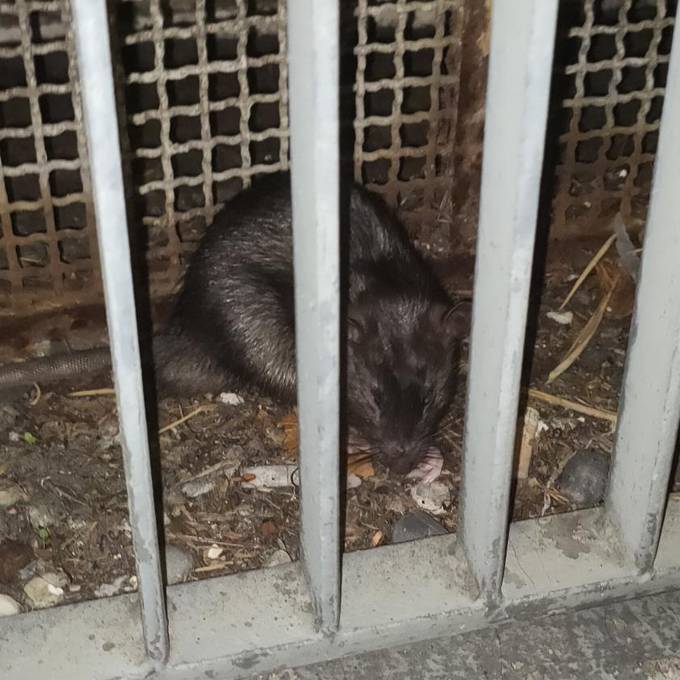 Ratten in der Stadt – so geht Zürich damit um