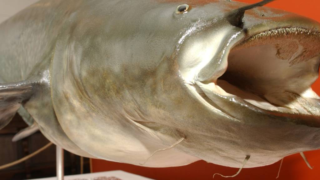 ARCHIV - Tierart: Wels. Name: «Kuno». Maße und Gewicht: 1,62 Meter lang und 79 Kilogramm schwer. Untat: Attacke auf einen Dackelwelpen - oder auch nicht. Foto: Horst Ossinger/dpa