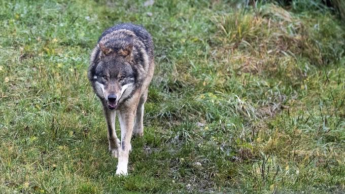 Wolfsjagd könnte abgesagt werden: Pro Natura prüft Beschwerde