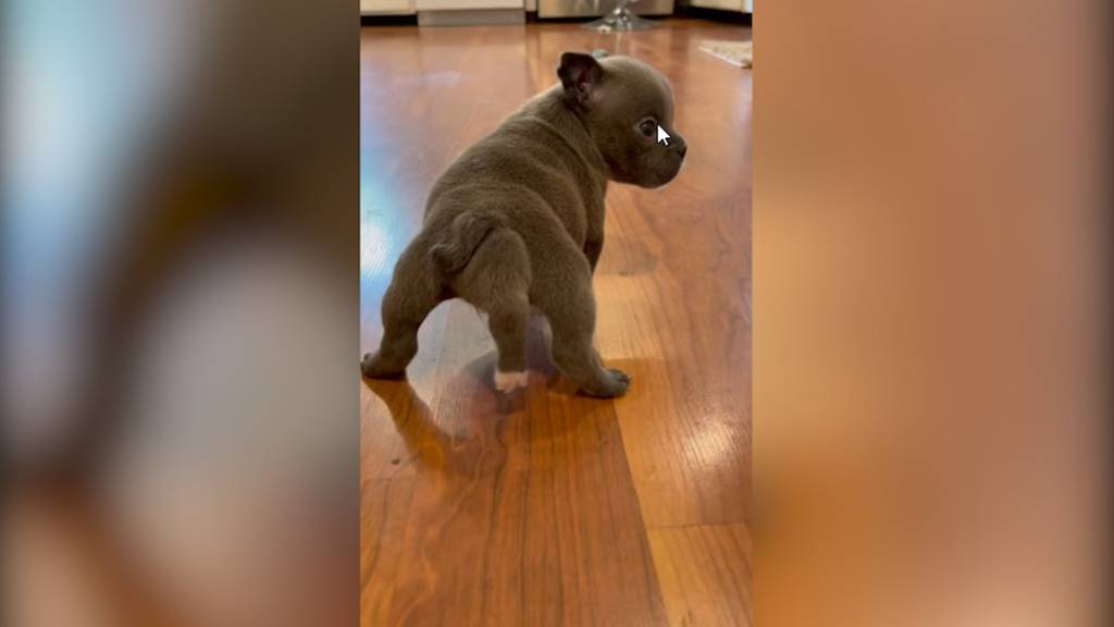 Bulldoggen-Welpe mit fünf Beinen verzaubert das Internet 