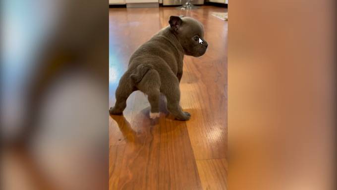 Bulldoggen-Welpe mit fünf Beinen verzaubert das Internet 