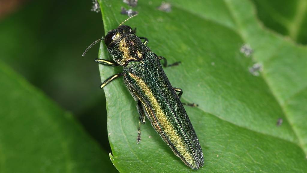 Gegen Pilz resistente Eschen halten Schadkäfer besser stand