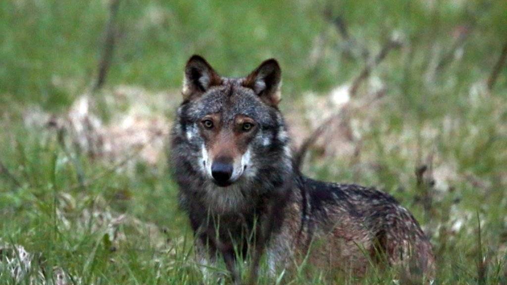 Ein Wolf im Obergoms im Wallis: Dank Herdenschutzhunden sollen weniger Schafe von Wölfen gerissen werden. (Archivbild)