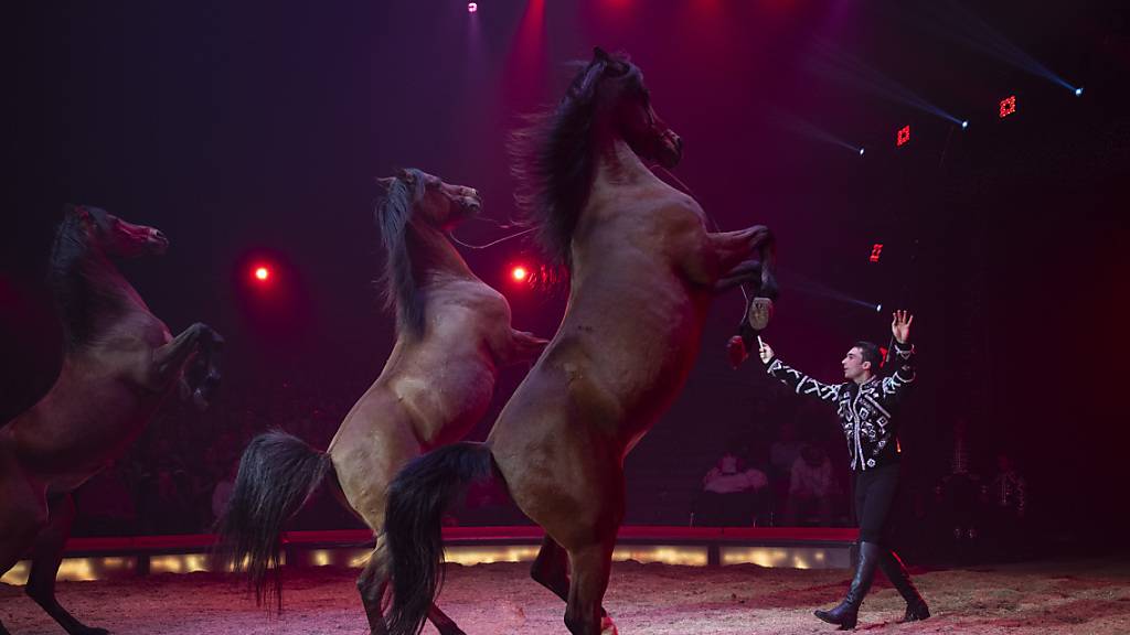 Circus Knie feiert gleich mehrere Premieren